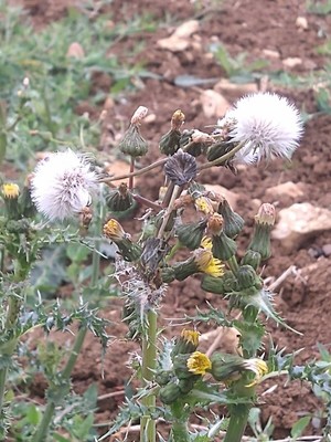 photo of Prickly Sow Thistle