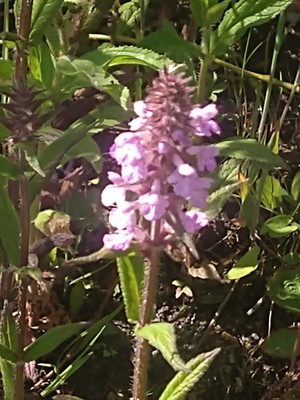 photo of Marsh Woundwort