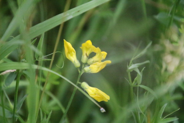 photo of Meadow Vetchling