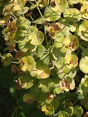 photo of Wood Spurge