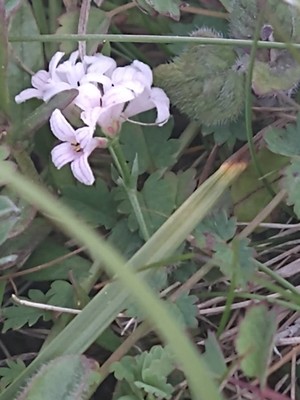 photo of Sqinancywort