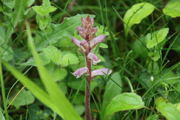 photo of Common Broomrape