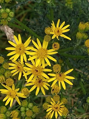 photo of Ragwort