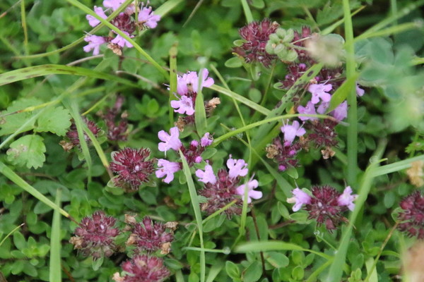 photo of Wild Thyme