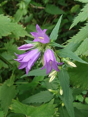 photo of Clustered Bellfower