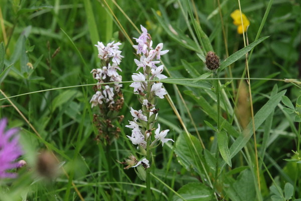 photo of Common Spotted Orchid
