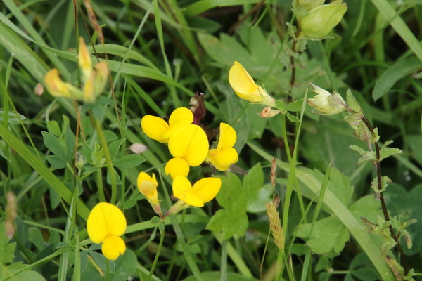photo of Bird's Foot Trefoil