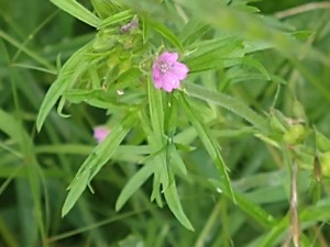 photo of Cut Leaved Crane's Bill
