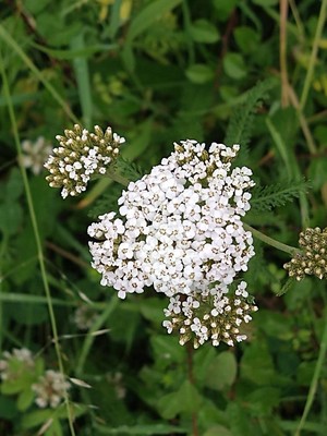 photo of Noble Yarrow