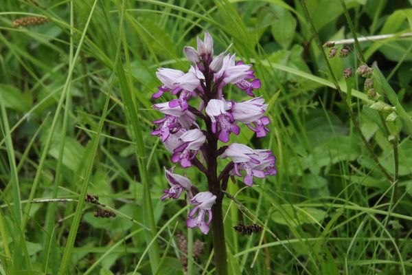 photo of Military Orchid