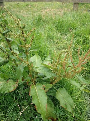 photo of Broad Leaved Dock