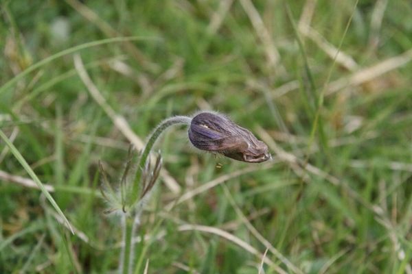 photo of Pasqueflower
