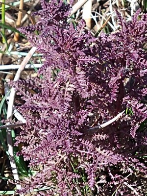 photo of Marsh Lousewort