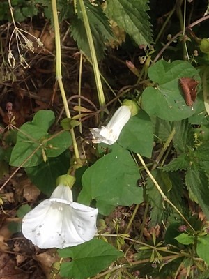 photo of Hedge Bindweed