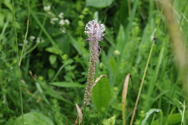 photo of Hoary Plantain