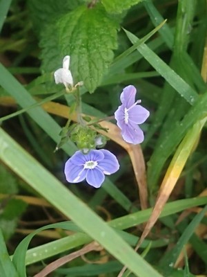 photo of Germander Speedwell