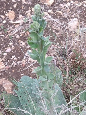 photo of Great Mullein