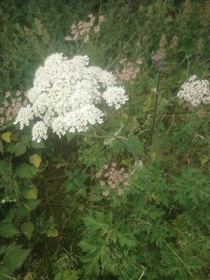 photo of Hogweed