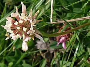 photo of White Clover