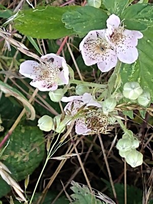 photo of Elm Leaved Bramble