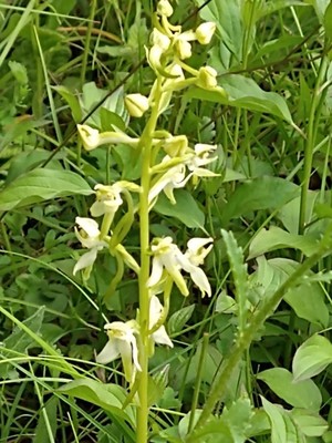 photo of Greater Butterfly Orchid
