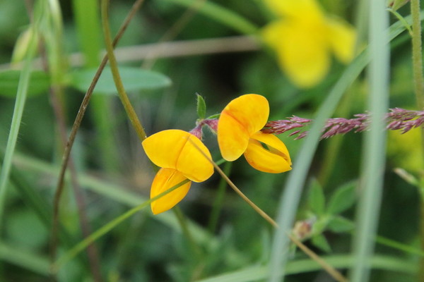 photo of Bird's Foot Trefoil