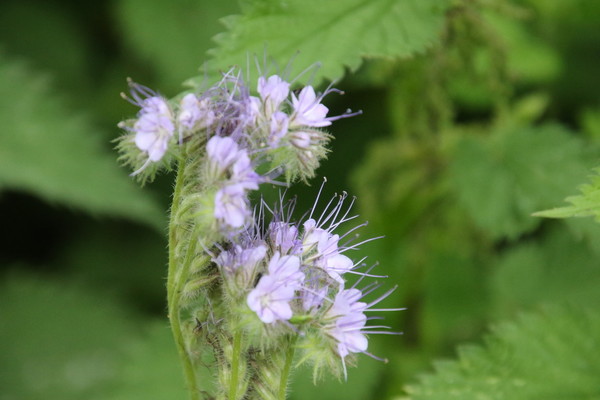 photo of Phacelia