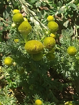 photo of Pineappleweed