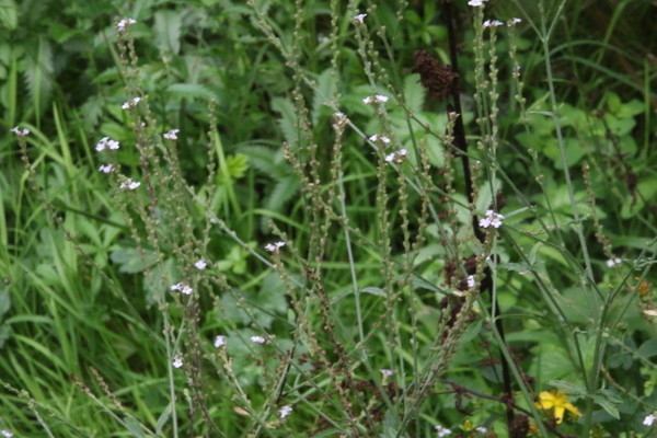 photo of Vervain