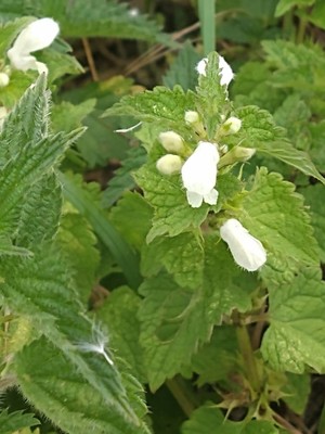 photo of White Dead Nettle