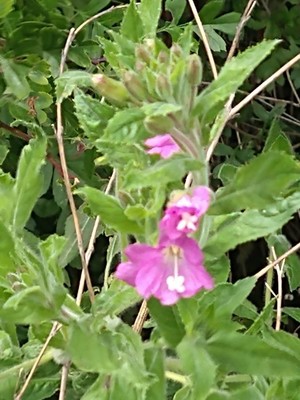 photo of Great Willowherb