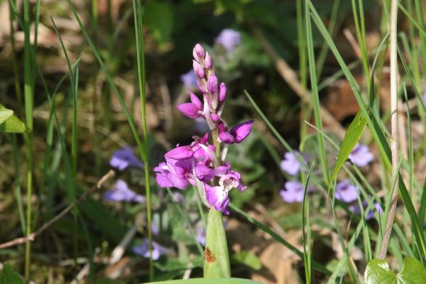photo of Early Purple Orchid