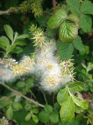 photo of Goat Willow