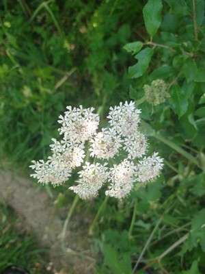 photo of Hogweed