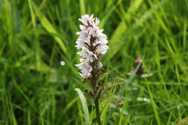 photo of Common Spotted Orchid