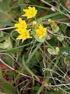 photo of Yellow Wort