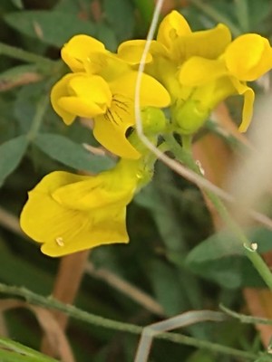 photo of Meadow Vetchling