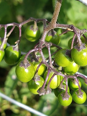 photo of Bittersweet