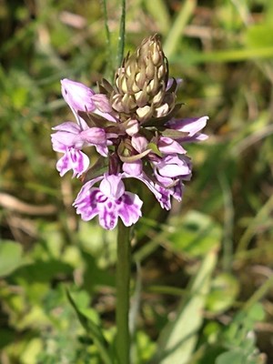 photo of Common Spotted Orchid