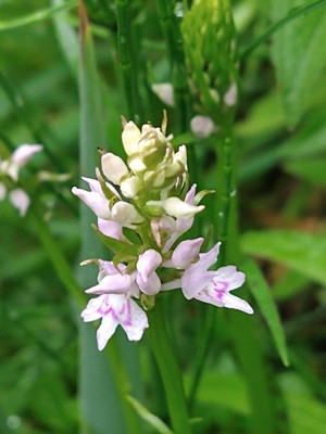 photo of Common Spotted Orchid