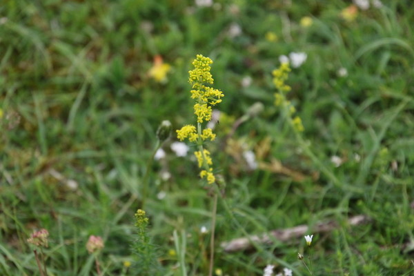photo of Lady's Bedstraw