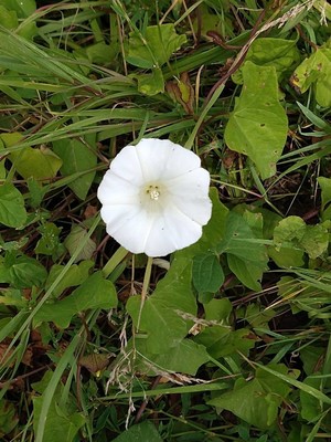 photo of Hedge Bindweed
