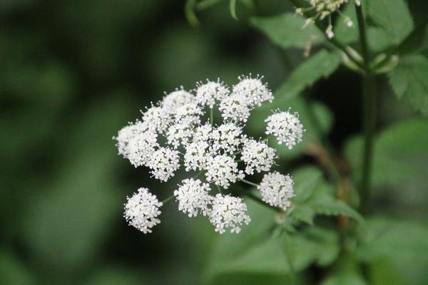 photo of Ground Elder
