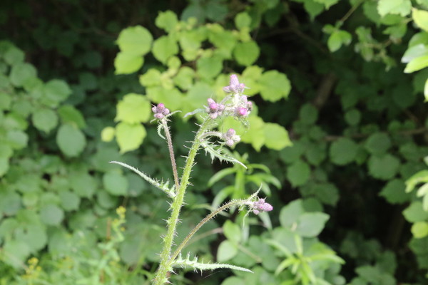 photo of Marsh Thistle