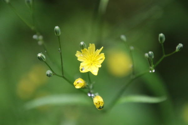photo of Nipplewort