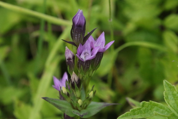 photo of Chiltern Gentian