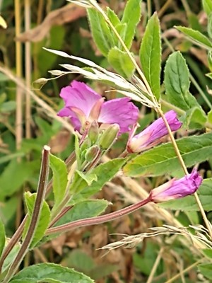 photo of Great Willowherb