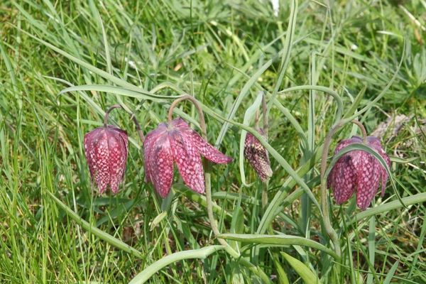 photo of Snake's Head Fritillary