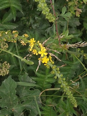 photo of Agrimony
