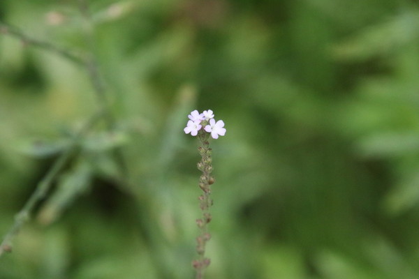 photo of Vervain